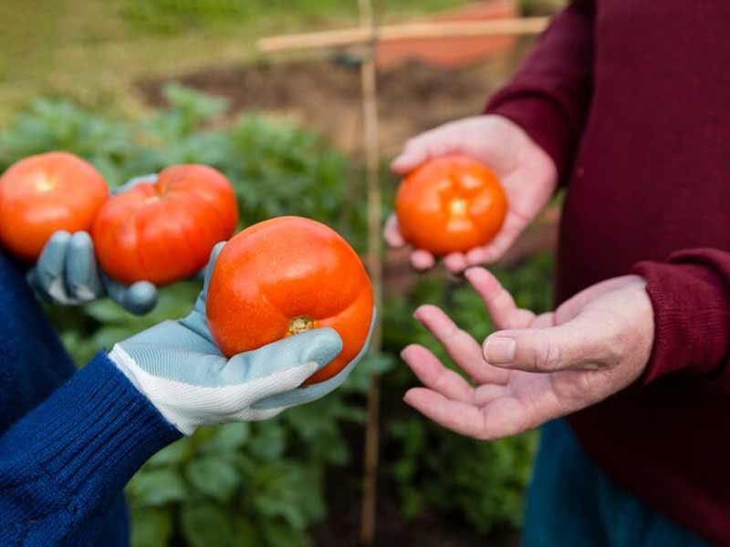 Fresh Vegetable Export from India