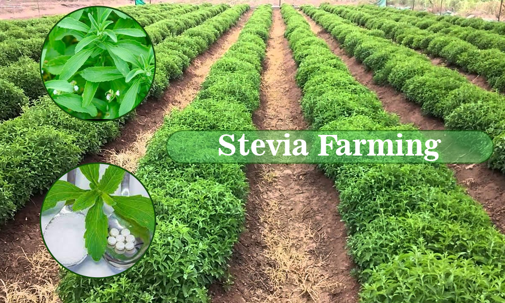 Stevia Plant Farming Introduction