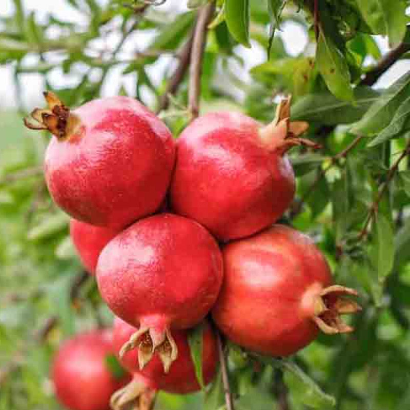 Fresh Pomegranate Exporters from India